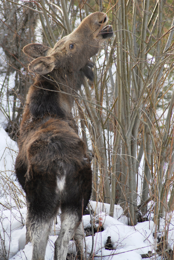 experiment — Project of the day — What do moose eat in winter when