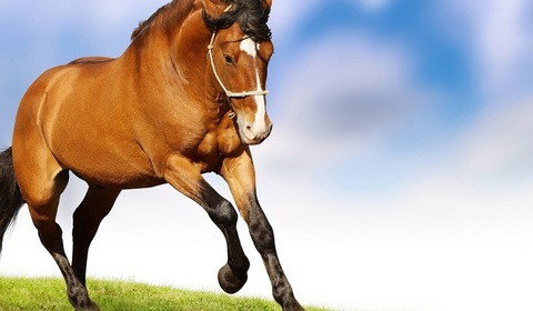 Thumb high resolution horse wallpaper1