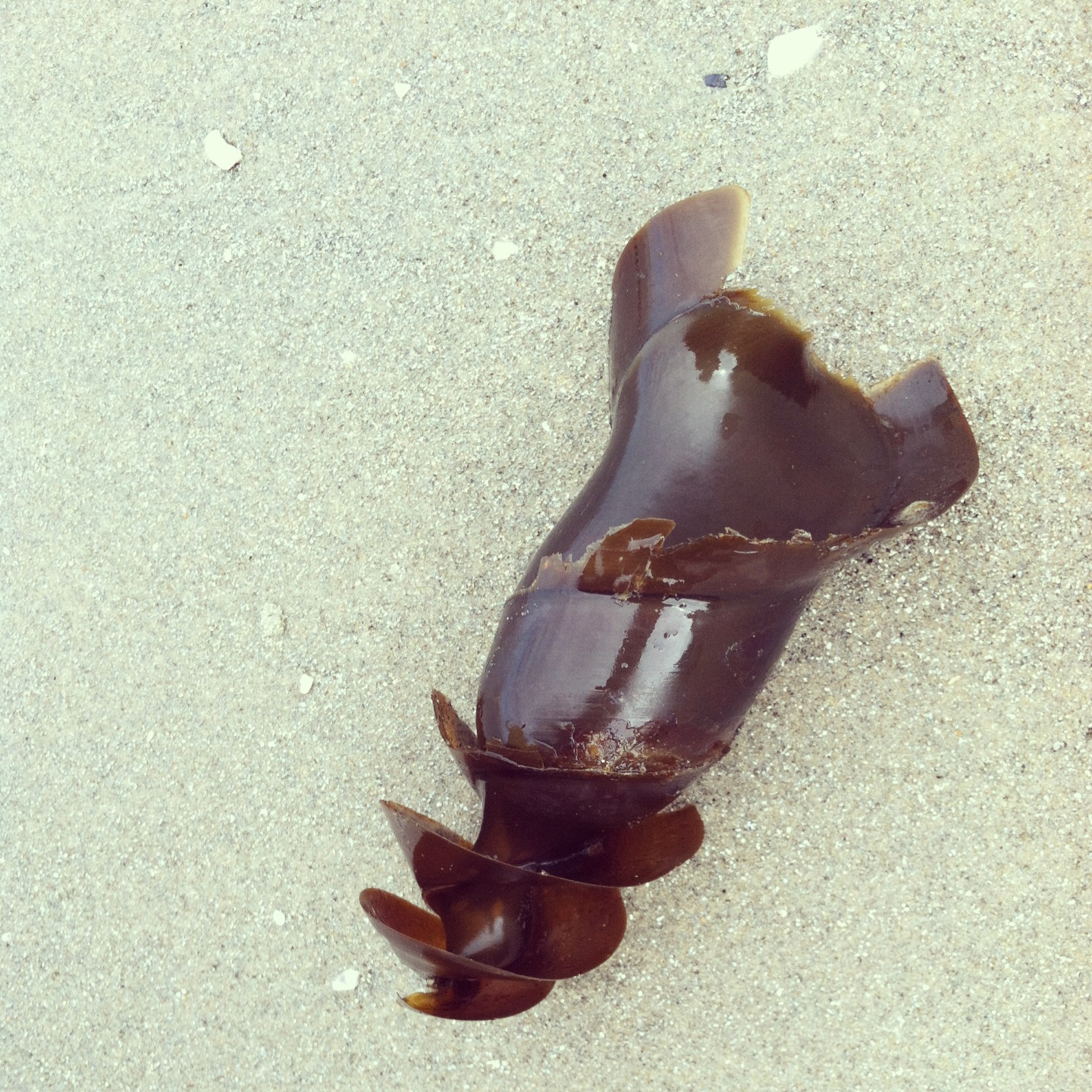 Shark Egg Case, clamming, & River Flow for renewableenergy Experiment