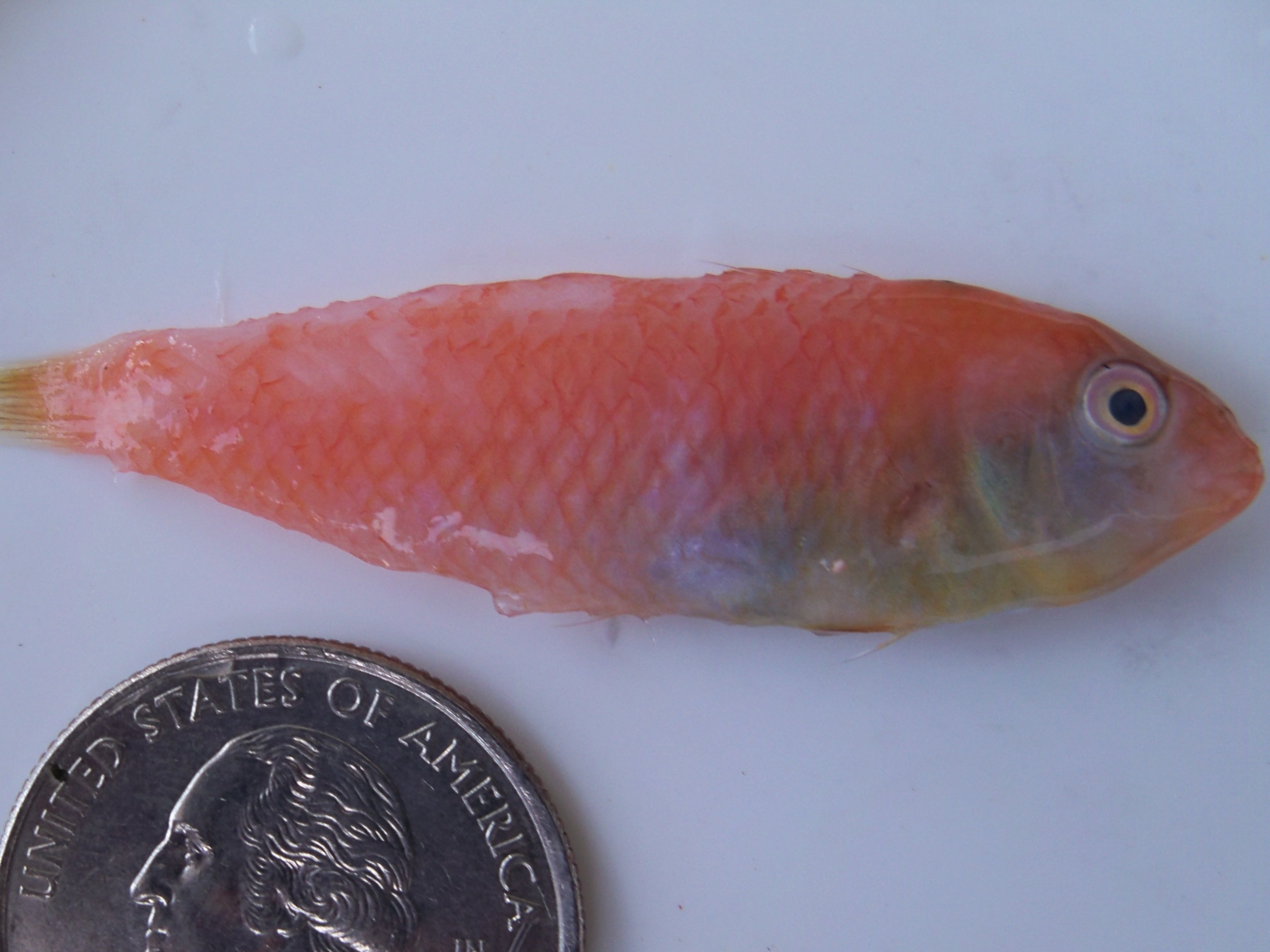 What do lionfish eat? | Experiment