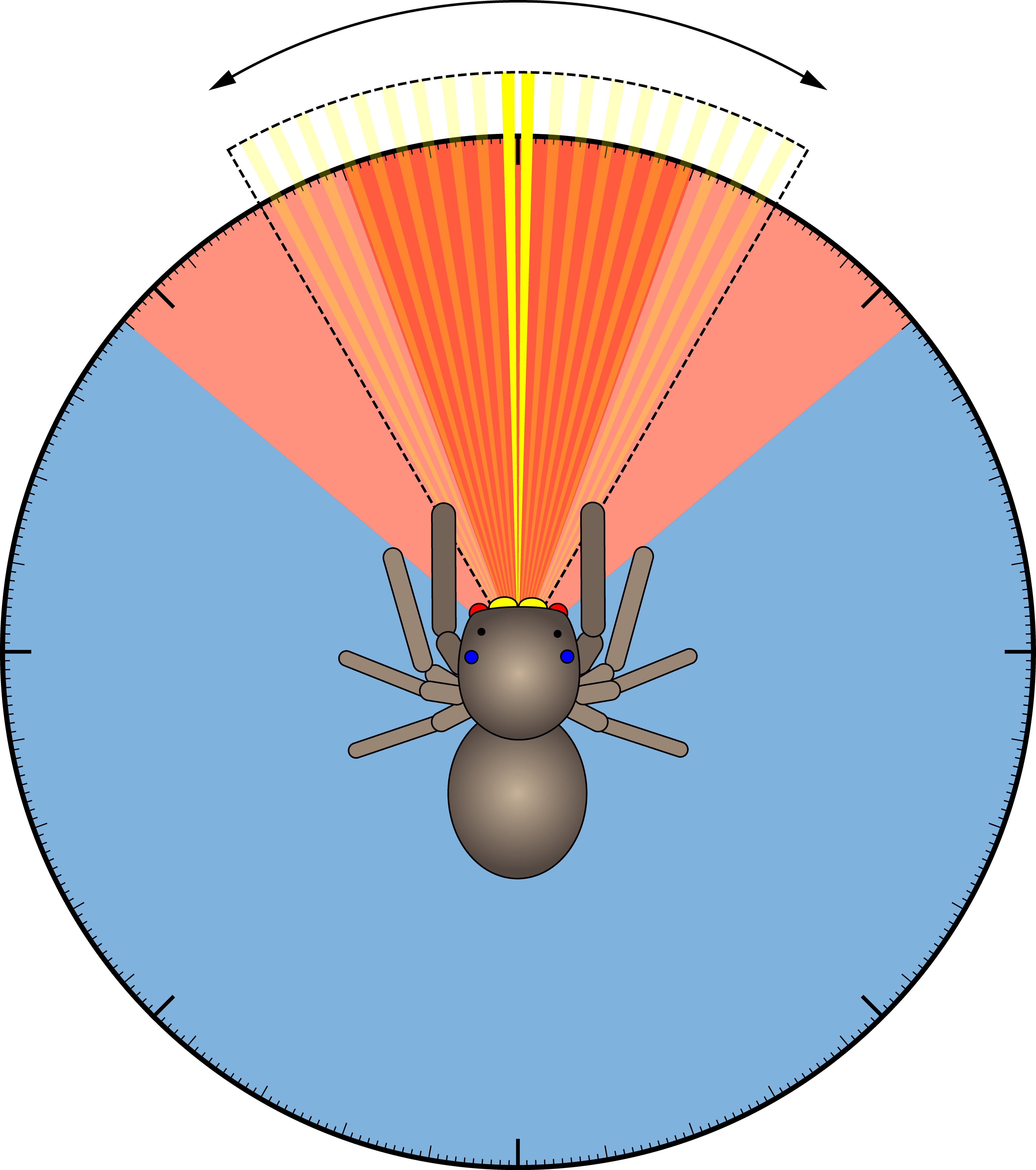 How do jumping spiders see the world? Experiment