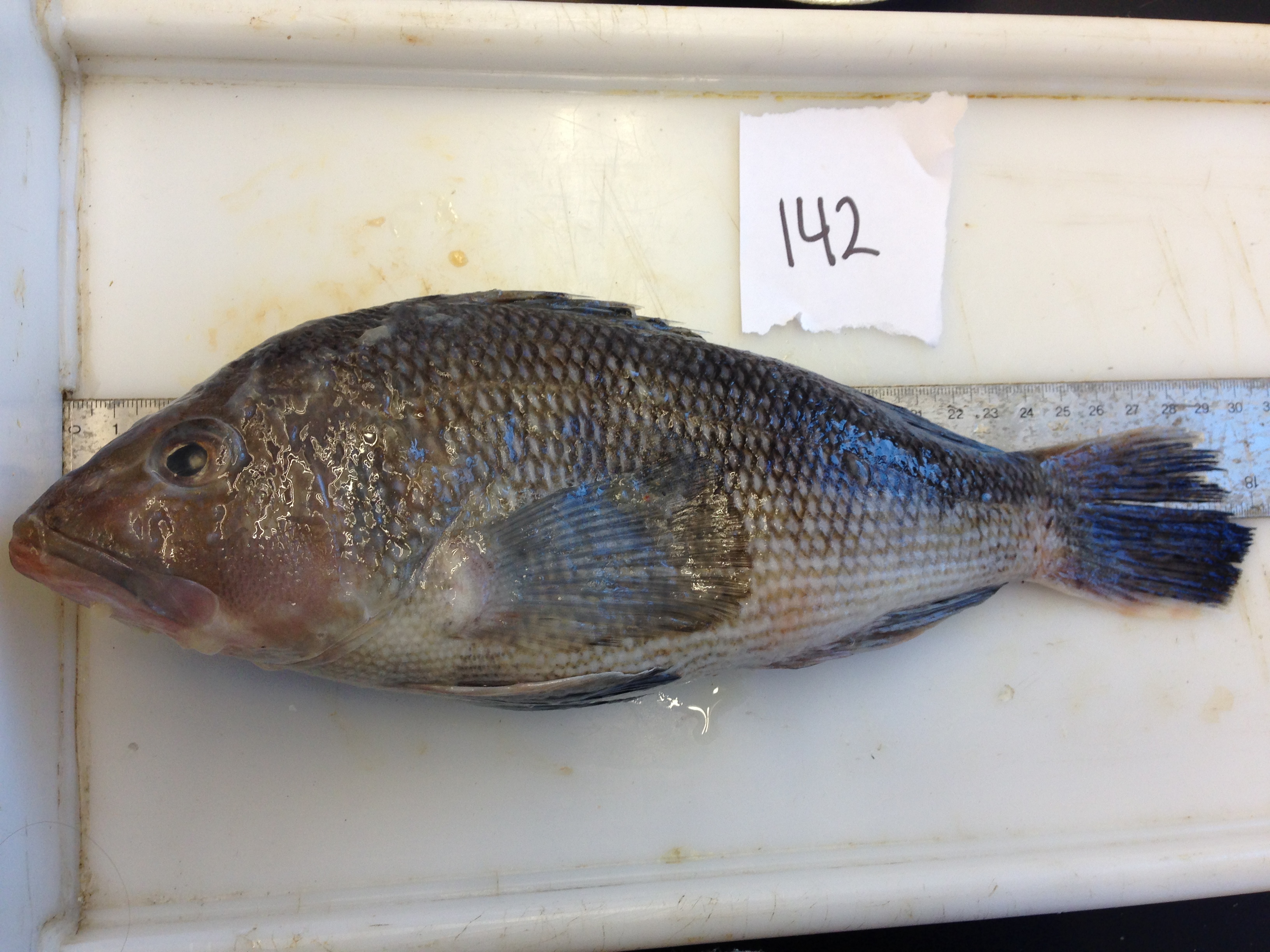 Video of black sea bass dissection in one minute! Experiment